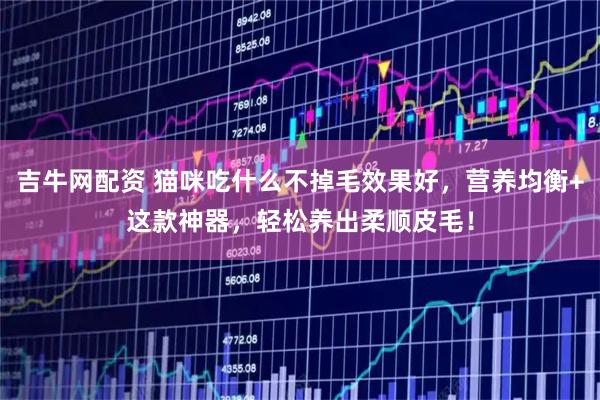 吉牛网配资 猫咪吃什么不掉毛效果好，营养均衡+这款神器，轻松养出柔顺皮毛！